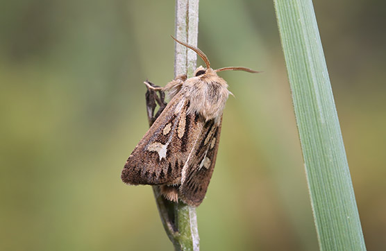 Gaffelgräsfly